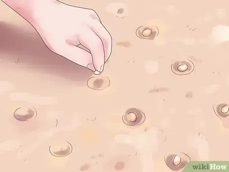 Imagen titulada Grow Pinto Beans Step 8