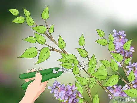 Imagen titulada Prune Lilacs Step 2
