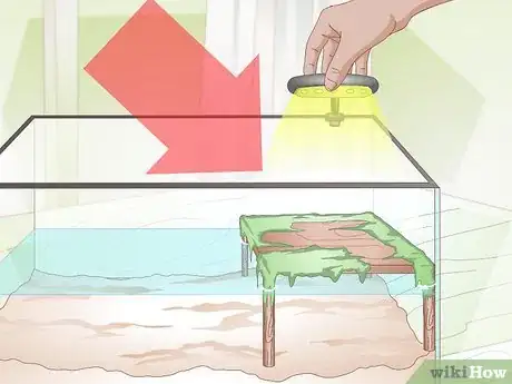 Imagen titulada Care for a Soft Shelled Turtle Step 4