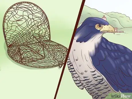 Imagen titulada Become a Falconer Step 13