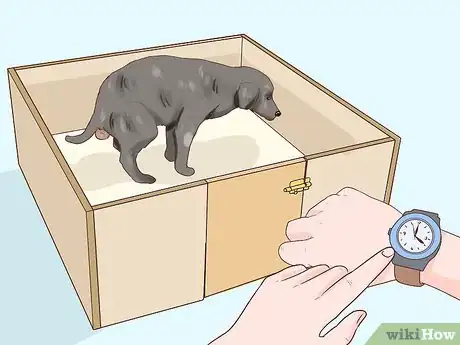 Imagen titulada Handle Late Whelping in Dogs Step 5