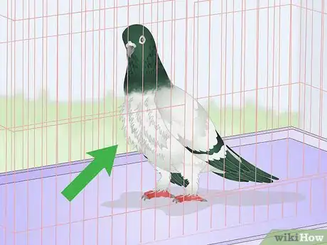 Imagen titulada Spot Signs of Disease in Doves Step 5