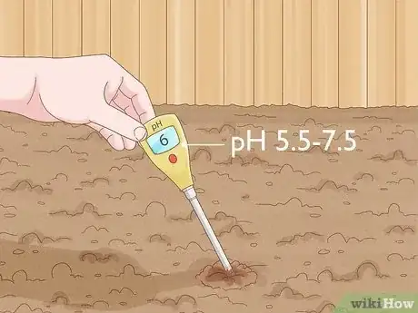 Imagen titulada Plant Forget Me Not Seeds Step 2