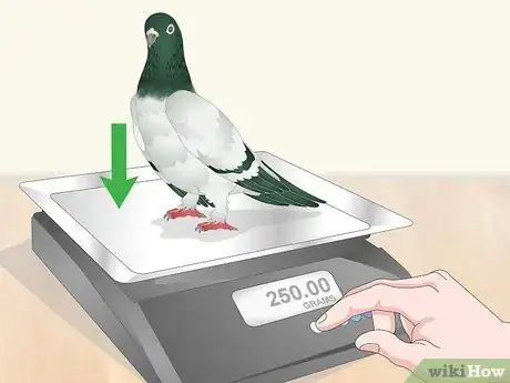 Imagen titulada Spot Signs of Disease in Doves Step 9