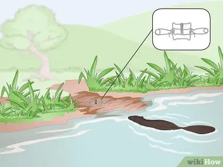 Imagen titulada Set a Conibear Trap Step 3