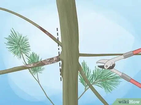Imagen titulada Prune White Pine Trees Step 9
