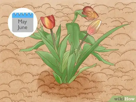 Imagen titulada Prune Tulips Step 1