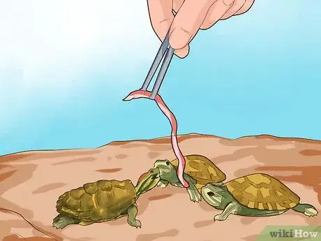 Imagen titulada Know What to Feed a Turtle Step 6