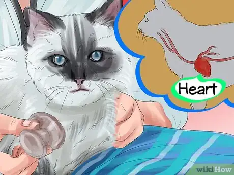 Imagen titulada Care for Ragdoll Cats Step 15