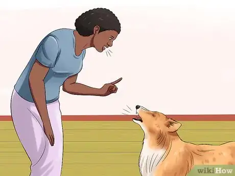 Imagen titulada Care for Shelties Step 17