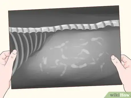 Imagen titulada Handle Late Whelping in Dogs Step 1