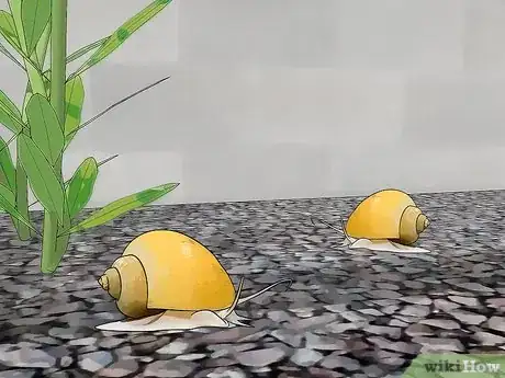 Imagen titulada Care for Mystery Snails Step 8