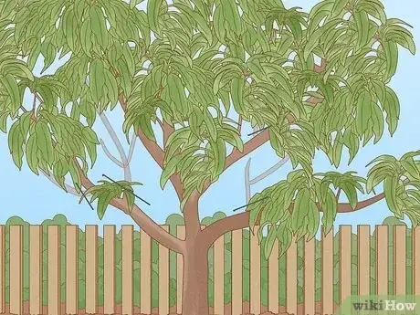 Imagen titulada Prune a Fruit Tree Step 8