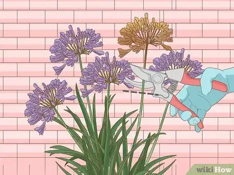 Imagen titulada Grow Agapanthus Step 7