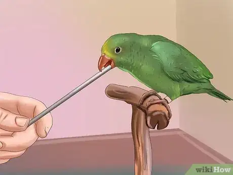 Imagen titulada Train a Bird to Step on Your Finger Step 10
