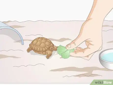 Imagen titulada Take Care of a Baby Tortoise Step 8