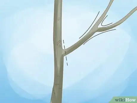 Imagen titulada Prune Walnut Trees Step 4