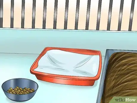 Imagen titulada Care for Dutch Rabbits Step 7