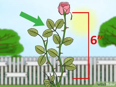Imagen titulada Propagate Roses Step 4