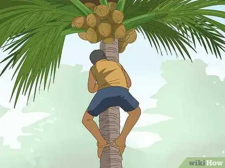 Imagen titulada Harvest a Coconut Step 10