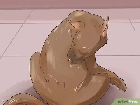 Imagen titulada Treat Hot Spots in Dogs Step 1