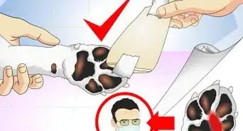 retirar una astilla de la pata de tu perro
