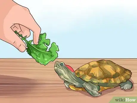 Imagen titulada Know What to Feed a Turtle Step 1