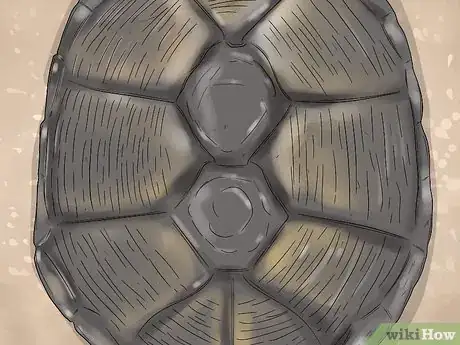 Imagen titulada Tell the Age of a Tortoise Step 5