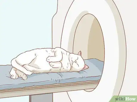 Imagen titulada Diagnose and Treat Anal Gland Disease in Cats Step 9