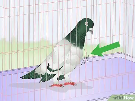 Imagen titulada Spot Signs of Disease in Doves Step 4