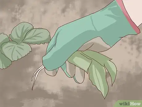 Imagen titulada Care for Daisies Step 4