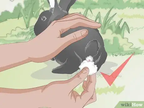Imagen titulada Feed a Wild Rabbit Step 9