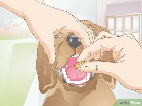 Imagen titulada Care for Dogs with Distemper Step 5