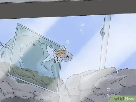 Imagen titulada Tell if Your Fish Is Dead Step 1