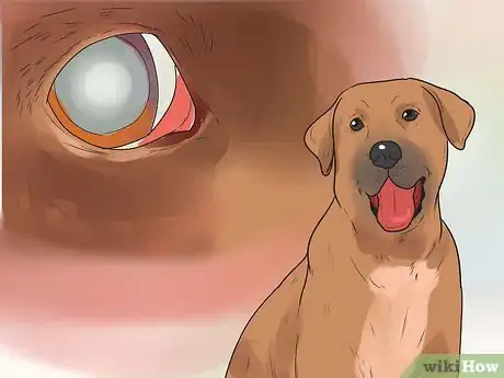 Imagen titulada Tell if a Dog Is in Pain Step 5