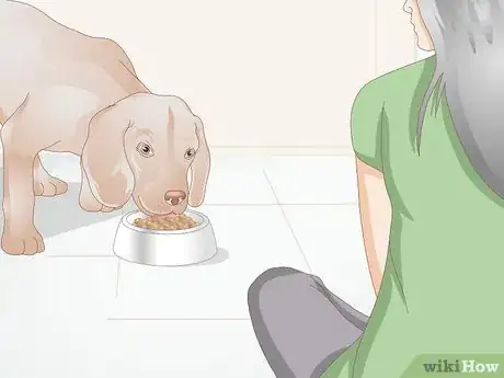 Imagen titulada Get Rid of a Rash on a Dog Step 15