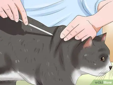 Imagen titulada Care for Indoor Cats Step 16