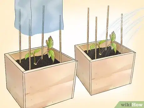 Imagen titulada Propagate Clematis Step 15