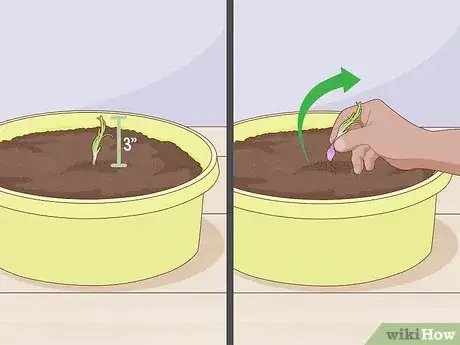 Imagen titulada Grow Onions Indoors Step 7