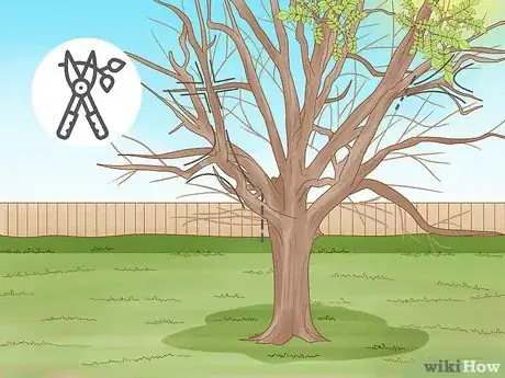 Imagen titulada Prune Walnut Trees Step 9