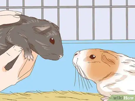 Imagen titulada Help Your Guinea Pig Live a Long Life Step 5