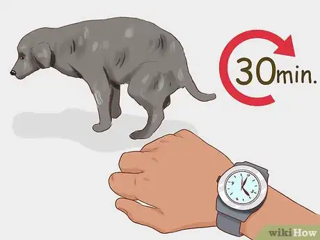 Imagen titulada Handle Late Whelping in Dogs Step 8
