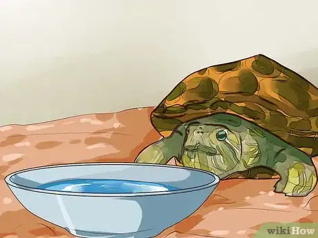 Imagen titulada Know What to Feed a Turtle Step 5