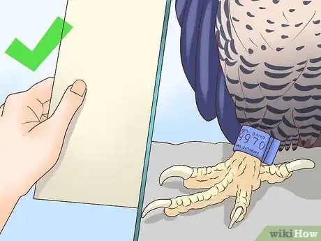 Imagen titulada Become a Falconer Step 14