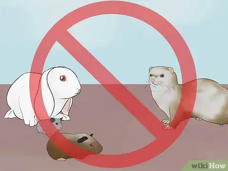 Imagen titulada Keep Ferrets in a Home with Other Pets Step 2