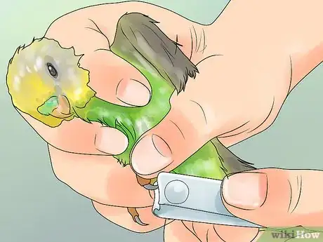 Imagen titulada Keep a Parakeet Groomed Step 5