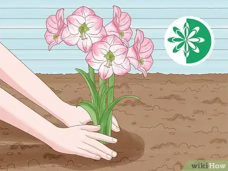 Imagen titulada Plant Amaryllis Step 2
