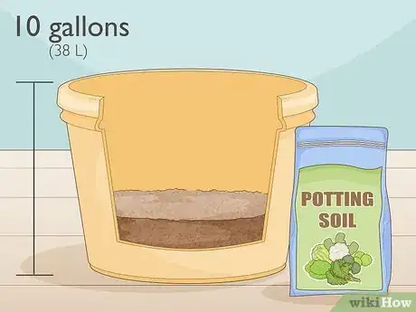 Imagen titulada Grow Potatoes from Potatoes Step 9
