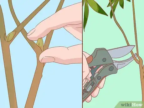 Imagen titulada Prune a Money Tree Step 10