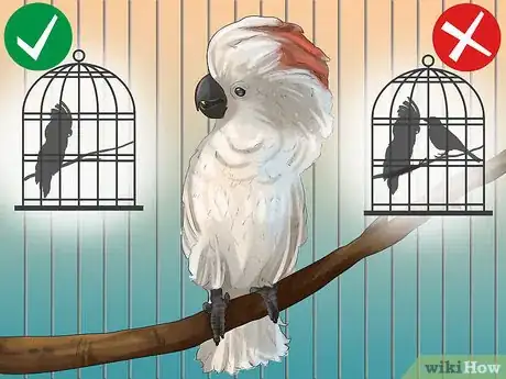 Imagen titulada Live With a Moluccan Cockatoo Step 11